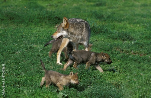 European Wolf, canis lupus, Female with Pup