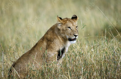 African Lion  panthera leo  Female sitting in Long Grass  Kenya