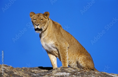 African Lion, panthera leo, Female sitting on Rock, Kenya