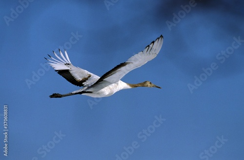Japanese Crane, grus japonensis, Adult in Flight, Hokkaido Island in Japan