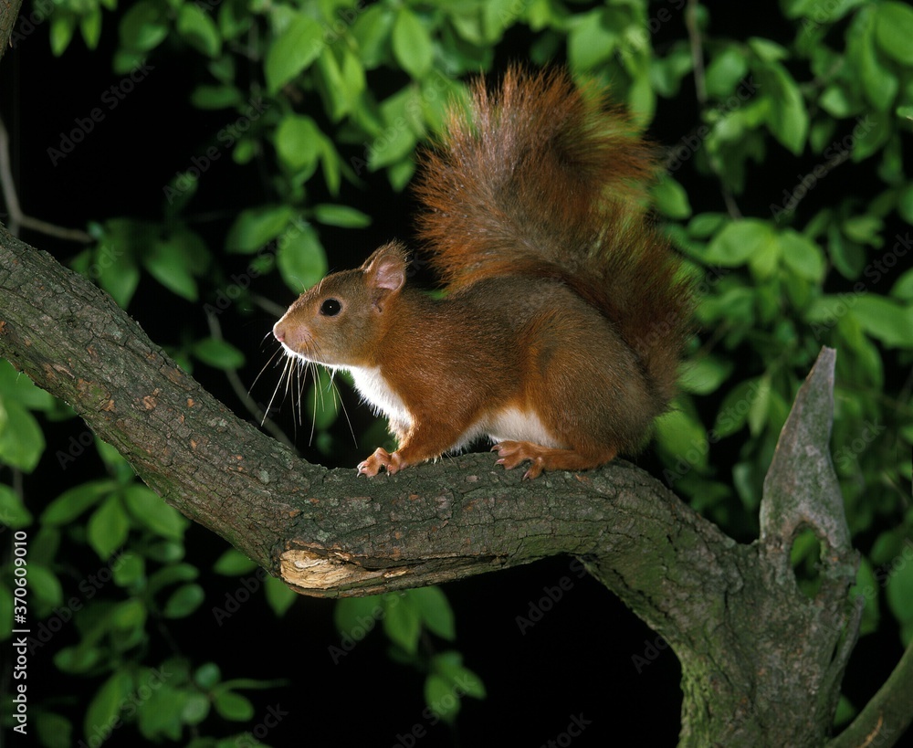 Red Squirrel, sciurus vulgaris, Male standing on Branch Red Squirrel, sciurus vulgaris, Male standing on Branch