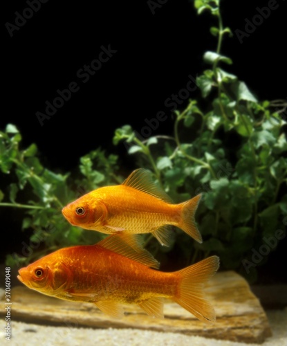 Goldfish, carassius auratus, Aquarium Fishes