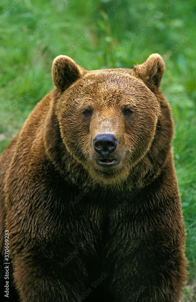Brown Bear, ursus arctos, Portrait of Adult Brown Bear, ursus arctos, Portrait of Adult