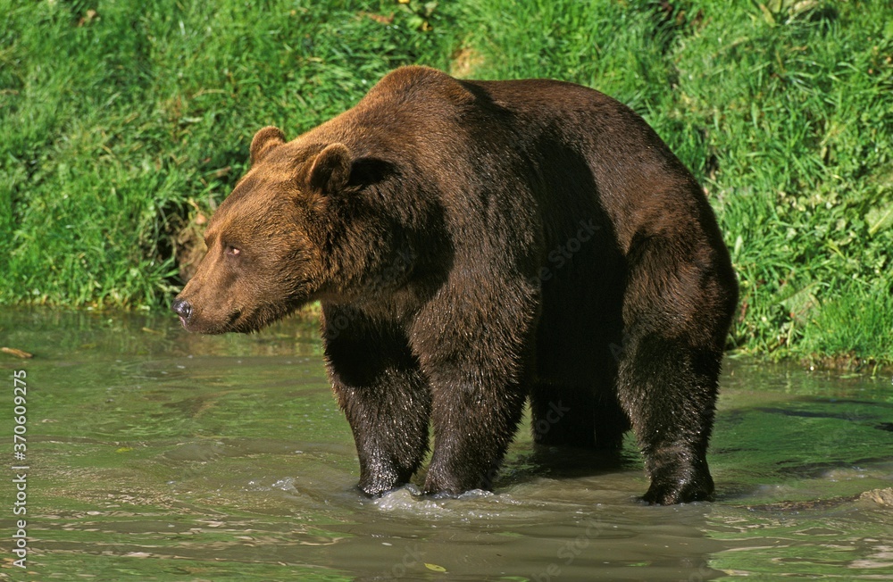 Brown Bear, ursus arctos, Adult standing in Water Brown Bear, ursus arctos, Adult standing in Water