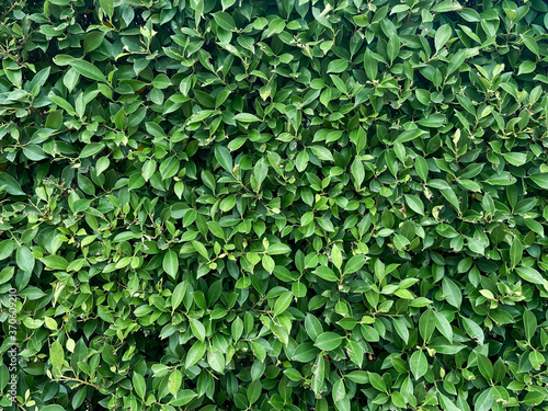 Wallpaper Mural Green leaves pattern background. nature abstract background, Torontodigital.ca