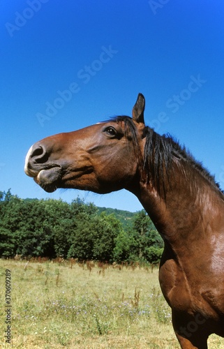 Cob Normand Horse  Draft horse