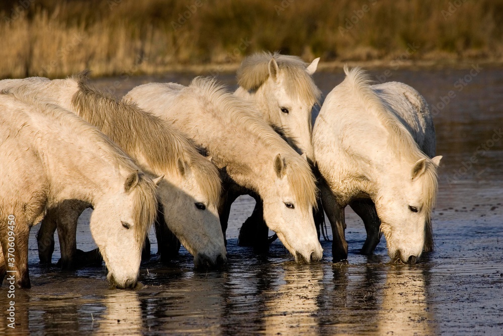 Camargue Horses, Herd standing in Swamp, Saintes Marie de la Mer in the South of France Camargue Horses, Herd standing in Swamp, Saintes Marie de la Mer in the South of France