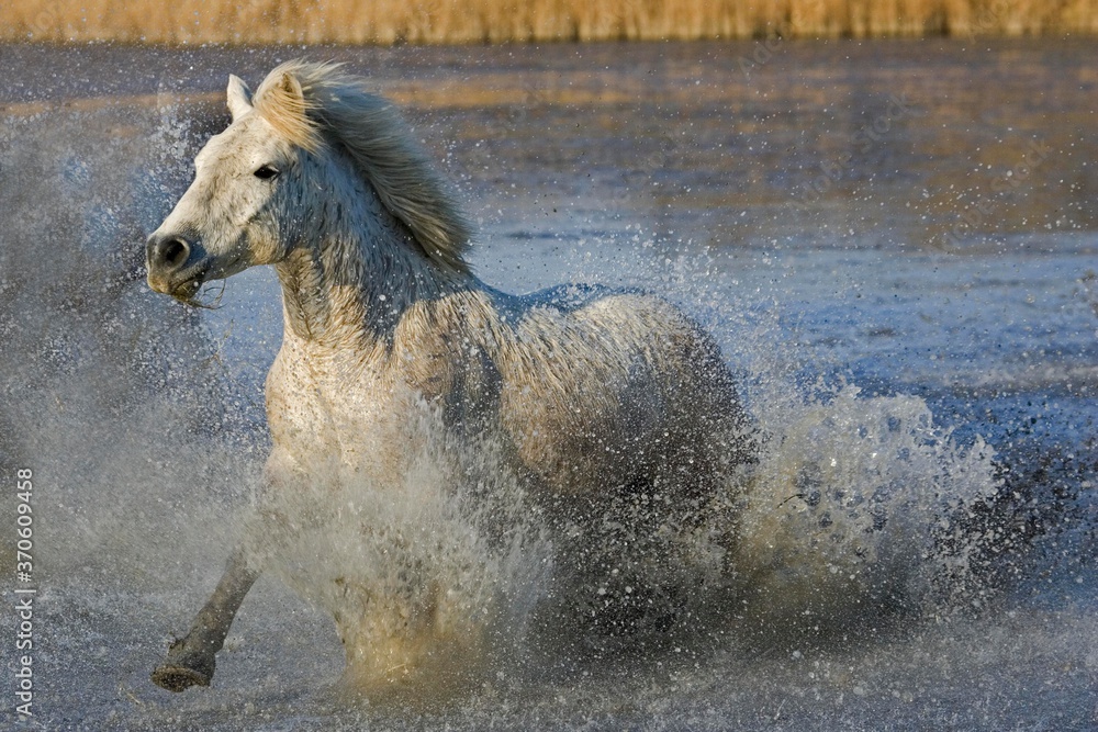 Camargue Horse Galloping in Swamp, Saintes Marie de la Mer in the South of France Camargue Horse Galloping in Swamp, Saintes Marie de la Mer in the South of France