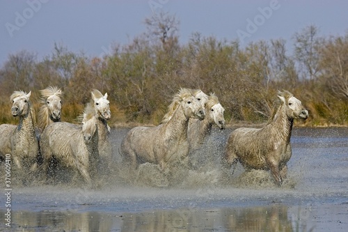 Camargue Horses  Herd standing in Swamp  Saintes Marie de la Mer in the South of France