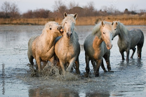 Fototapeta Naklejka Na Ścianę i Meble -  Camargue Horses, Herd standing in Swamp, Saintes Marie de la Mer in the South of France