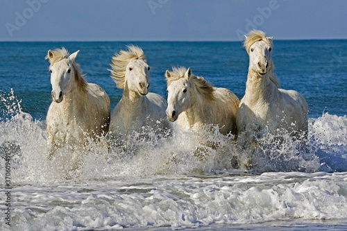 Fototapeta Naklejka Na Ścianę i Meble -  Camargue Horses, Herd Galloping on the Beach, Saintes Marie de la Mer in the South of France
