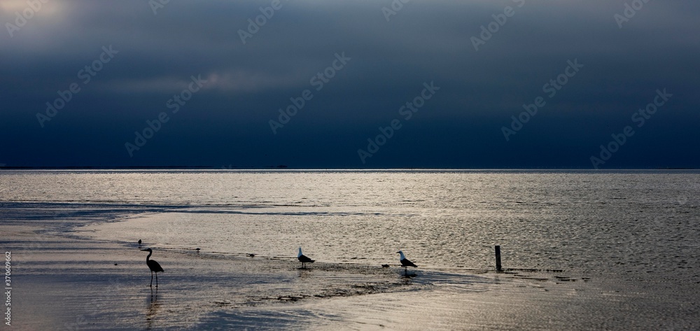 Egret and Gulls on Sea Shore at Walvis Bay in Namibia