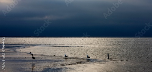 Egret and Gulls on Sea Shore at Walvis Bay in Namibia