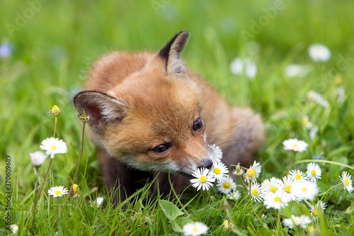 Red Fox, vulpes vulpes, Cub sitting with Flowers, Normandy