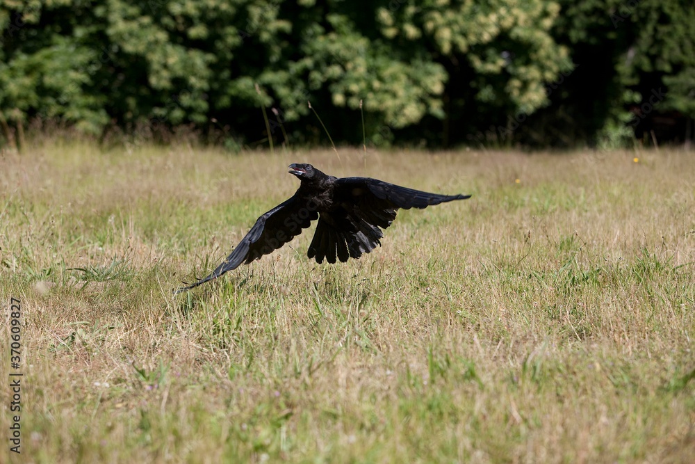 Common Raven, corvus corax, Adult in Flight Common Raven, corvus corax, Adult in Flight