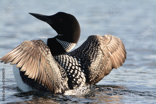 Canvas Print Loons With Wings Spread on lake in Northern Adirondacks