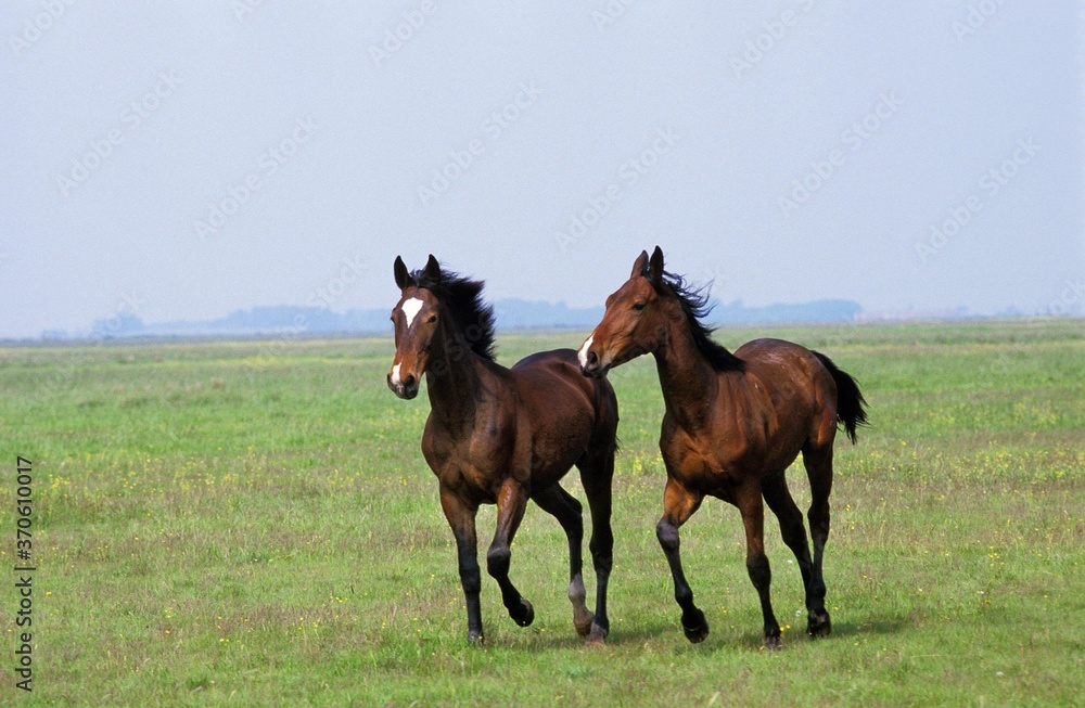 Nonius Horses in Puszta, Hungary Nonius Horses in Puszta, Hungary