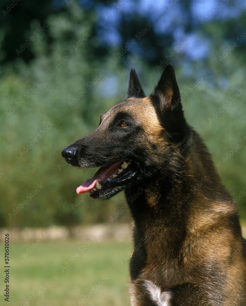 Malinois or Belgian Shepherd Dog, Portrait of Adult with Tongue Out Malinois or Belgian Shepherd Dog, Portrait of Adult with Tongue Out