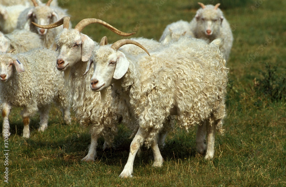 Obraz premium Angora Goat, Breed Producing Mohair Wool