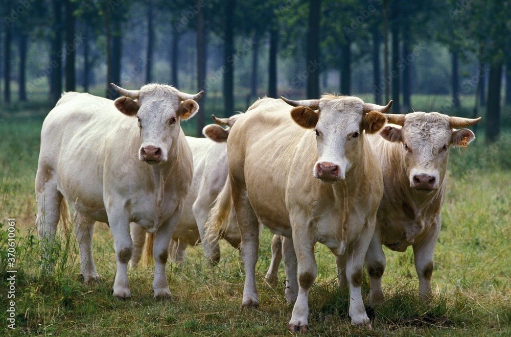 Charolais Cattle, a French Breed, Herd Charolais Cattle, a French Breed, Herd