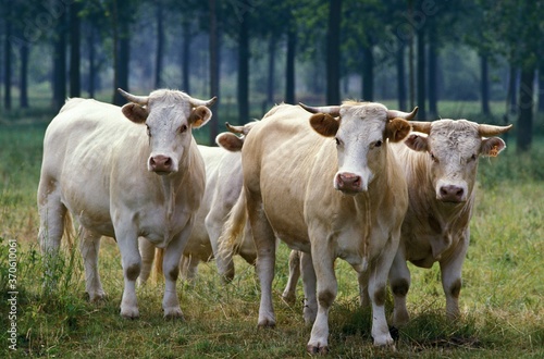 Charolais Cattle, a French Breed, Herd