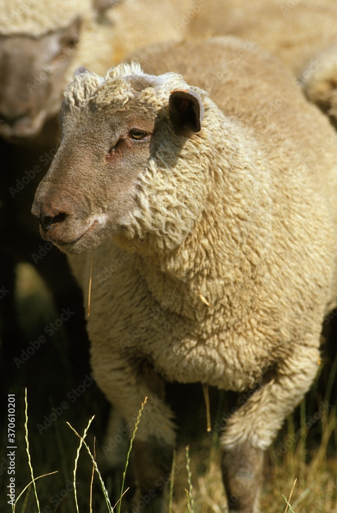 Obraz premium Vendeen Sheep, a French Breed, Herd standing in Meadow