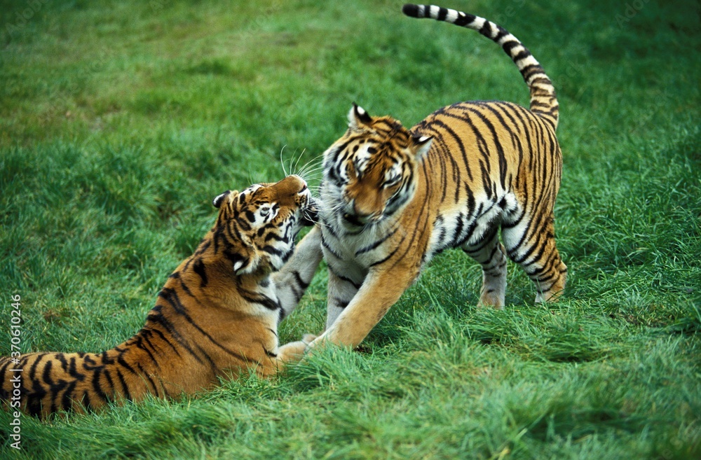Fototapeta premium Siberian Tiger, panthera tigris altaica, Male and Female