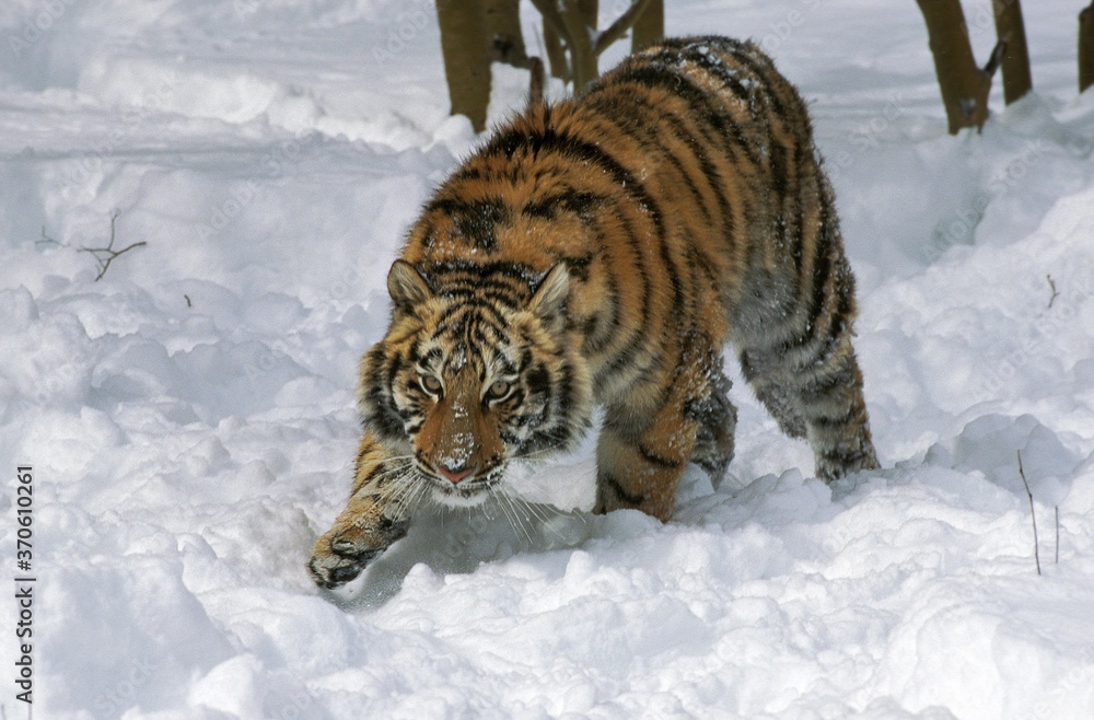 Obraz premium Siberian Tiger, panthera tigris altaica, Adult standing in Snow