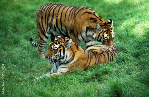 Siberian Tiger  panthera tigris altaica  Male and Female