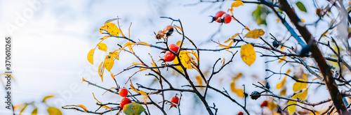 Beautiful panoramic autumn scenery with colorful leaves, berries and bokeh background © maria_lh