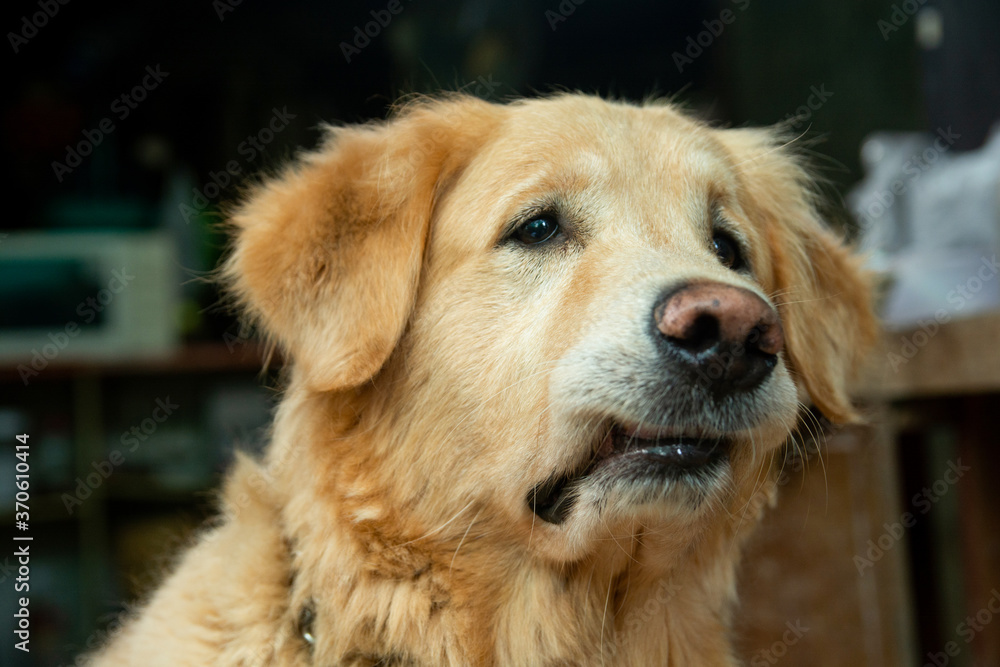 Closeup portrait of Golden retriever dog