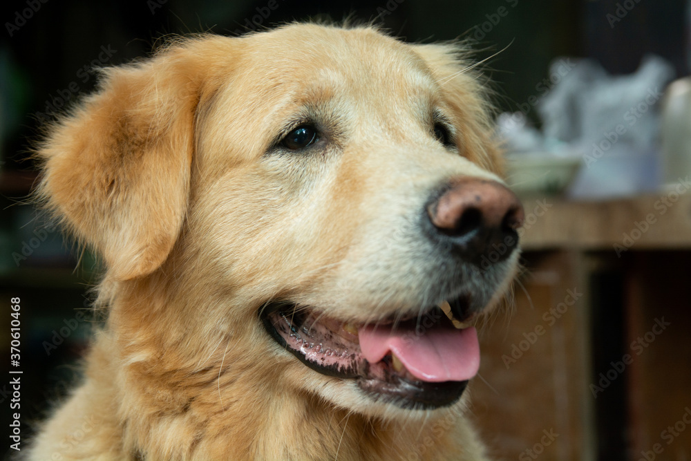 Closeup portrait of Golden retriever dog