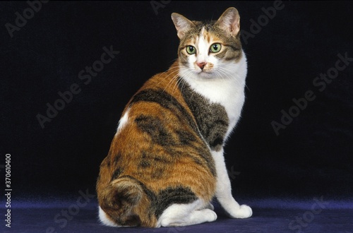 Fotografie Japanese Bobtail Domestic Cat, Adult sitting against Black Background