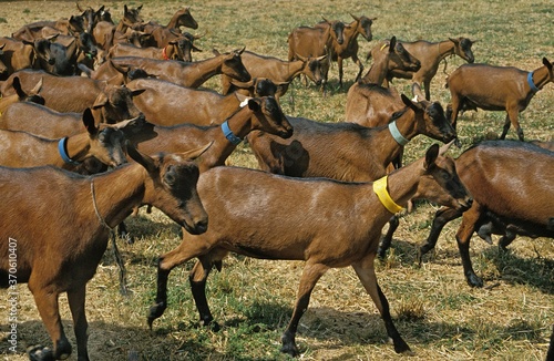 Alpine Chamoisee Goat, a French Breed, Herd of Females