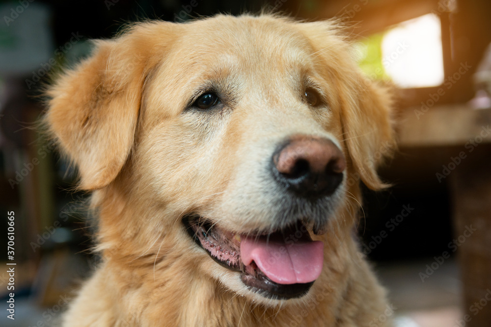 Closeup portrait of Golden retriever dog Closeup portrait of Golden retriever dog
