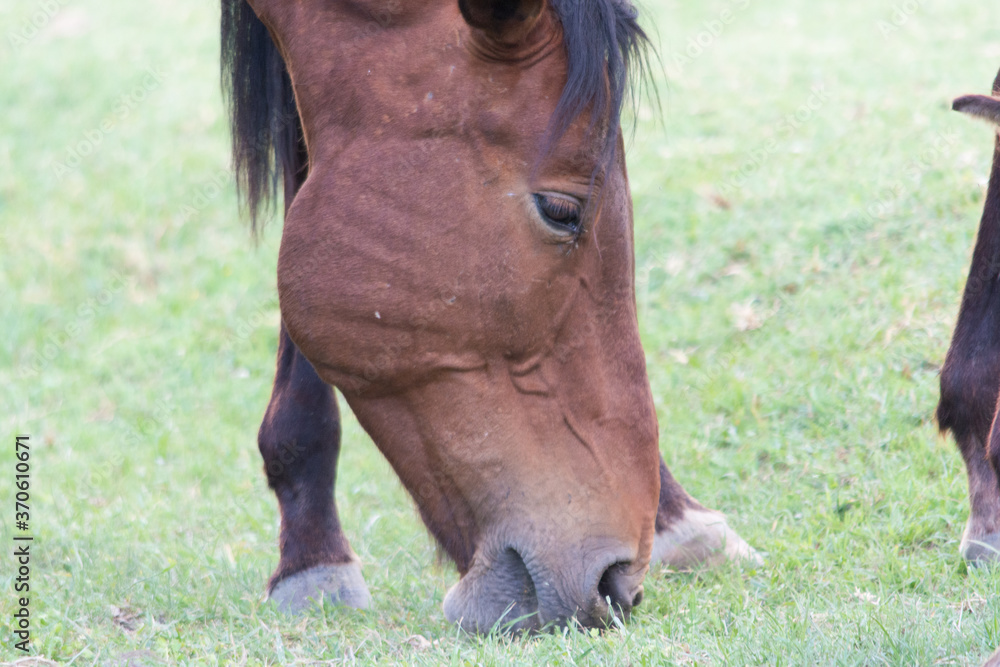 Fototapeta premium The horse is eating grass. Horse breakfast. Grazing.