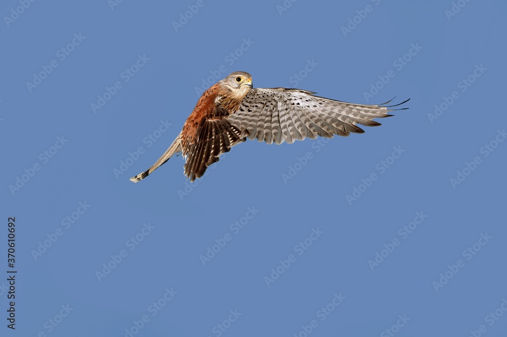 Fototapeta premium Common Kestrel, falco tinnunculus, Adult in Flight against Blue Sky