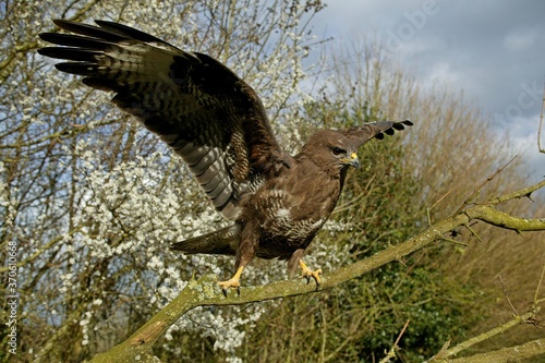 Common Buzzard, buteo buteo, Adult Taking off from Branch, Normandy
