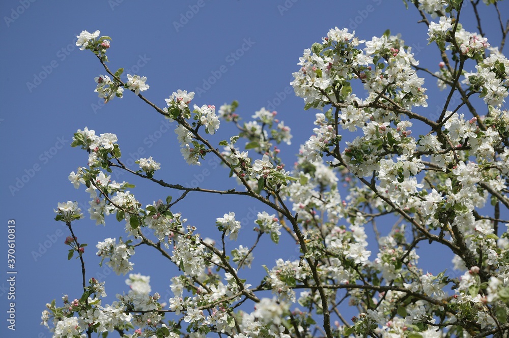 Blooming Cherry Tree, prunus cerasus, Normandy Blooming Cherry Tree, prunus cerasus, Normandy