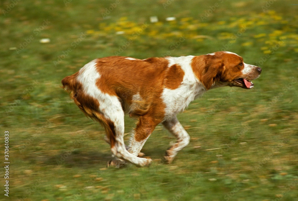 Brittany Spaniel Dog, Adult running through Meadow
