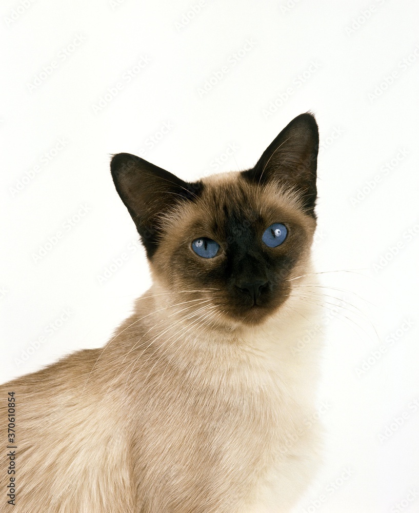 Balinese Domestic Cat, Portrait of Adult against White Background