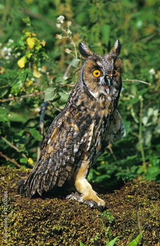 Long Eared Owl  asio otus  Adult with a Kill  a Young Garden Dormouse