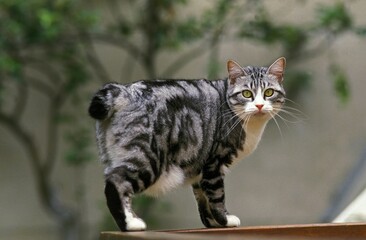 Japanese Bobtail Domestic Cat, Adult