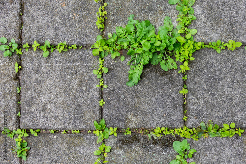 seamless image of weeds between concrete tiles texture