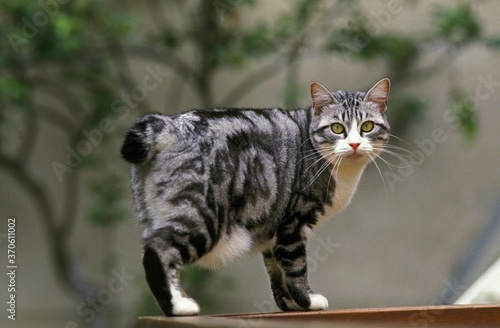 Japanese Bobtail Domestic Cat, Adult photo