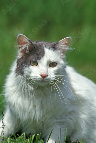 Angora Domestic Cat, Adult standing on Grass