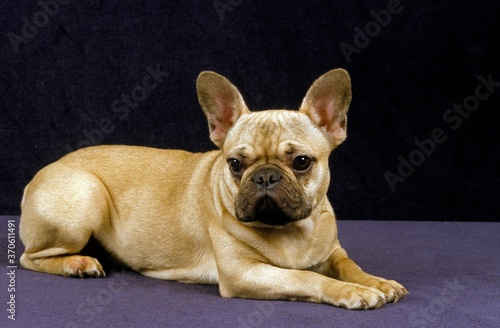 French Bulldog, Adult laying