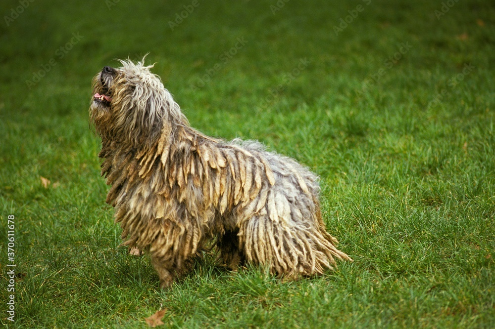 Bergamasco Sheepdog or Bergamese Shepherd, Adult standing on Grass