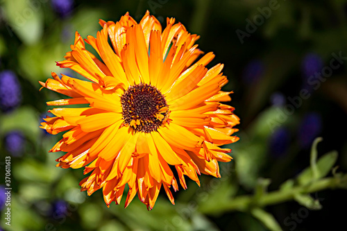 Orange and Yellow Flower, Brown Center, Sharp Edges, Blurred Background