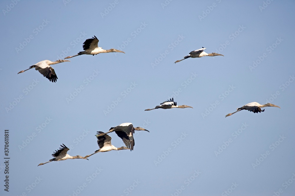 Wood Stork, mycteria americana, Group in Flight, Los Lianos in Venezuela Wood Stork, mycteria americana, Group in Flight, Los Lianos in Venezuela